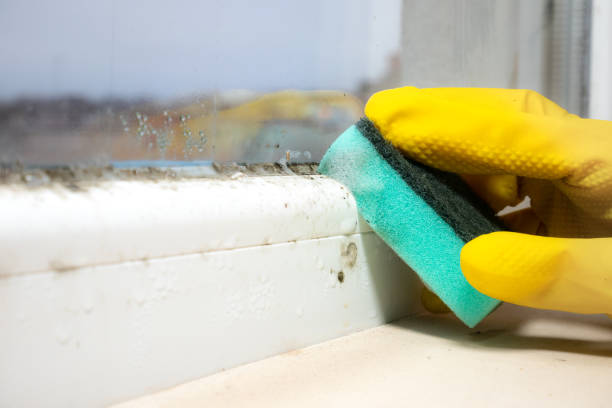 Best Toxic Mold Removal  in West Athens, CA