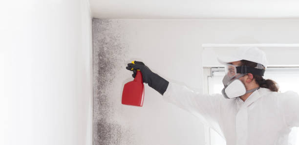 Best Mold Testing and Removal  in West Athens, CA