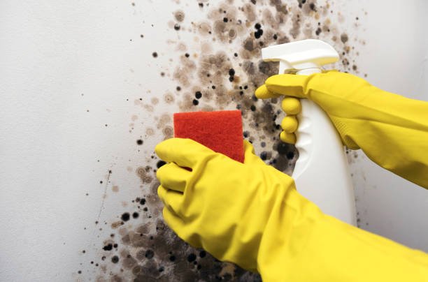 Best Fast Mold Removal  in West Athens, CA
