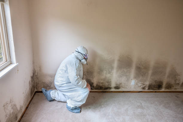 Best Mold Damage Repair  in West Athens, CA