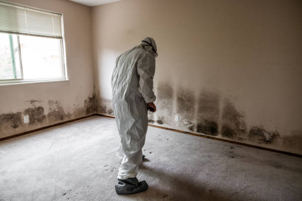 Professional Mold Removal in West Athens, CA