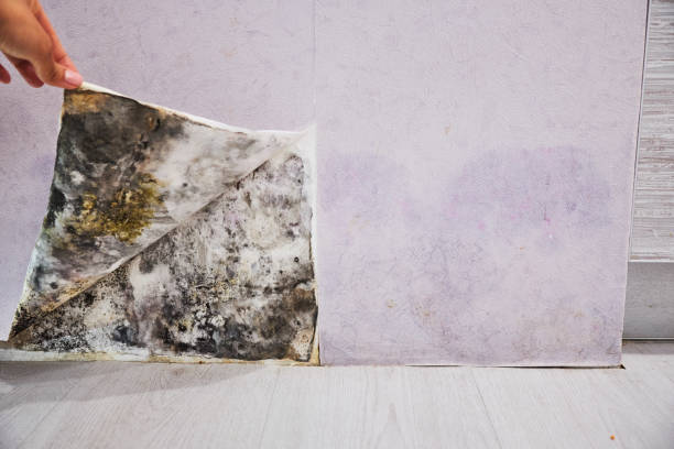 Best Black Mold Removal  in West Athens, CA